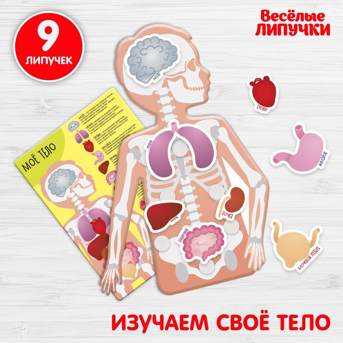 Игрушка развивающая «Весёлые липучки. Моё тело»